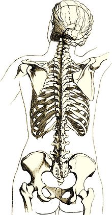 Back Skeleton