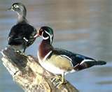 Wood Duck