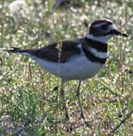 Killdeer Bird