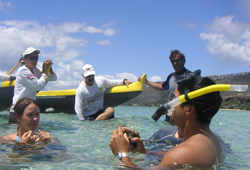 Maunalua Bay Reef Surveys